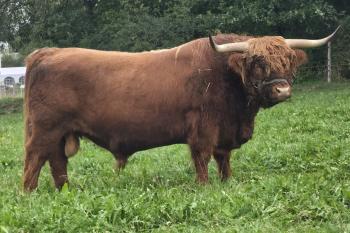 animal image