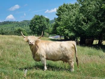 animal image