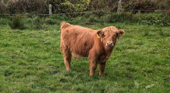 animal image