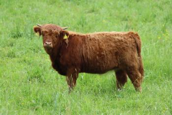 animal image