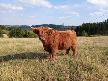 animal image