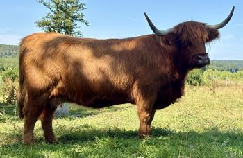 animal image