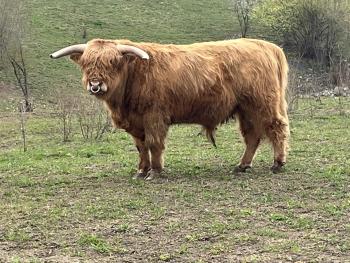 animal image
