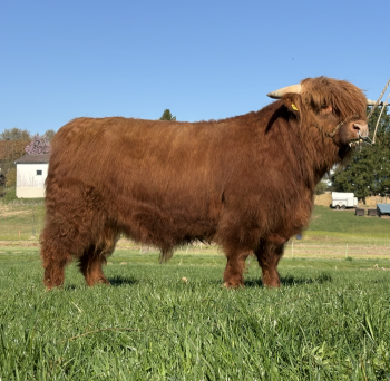 animal image