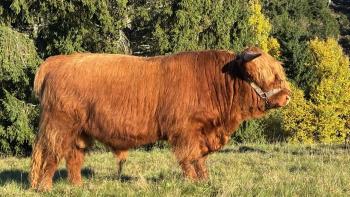animal image