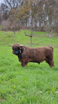 animal image