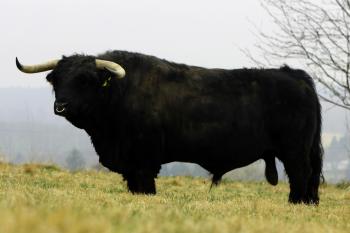 animal image