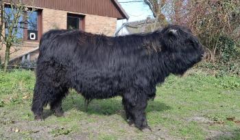 animal image