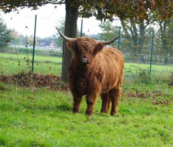 animal image