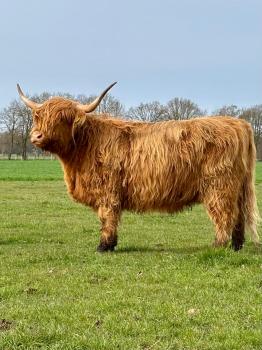 animal image