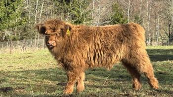 animal image
