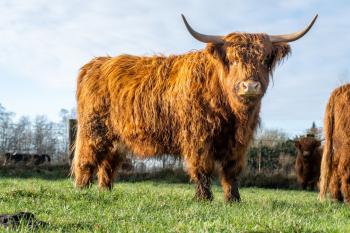 animal image