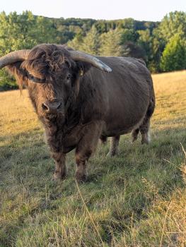 animal image