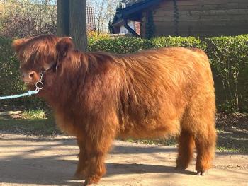 animal image
