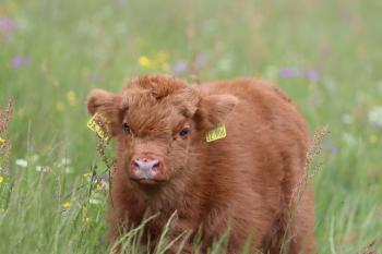 animal image