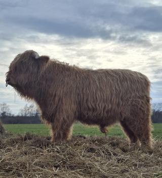 animal image