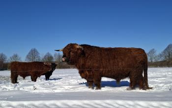 animal image