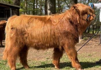 animal image