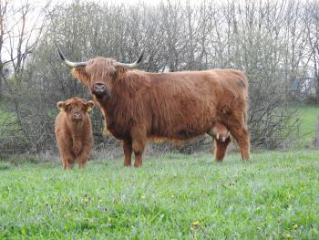 animal image