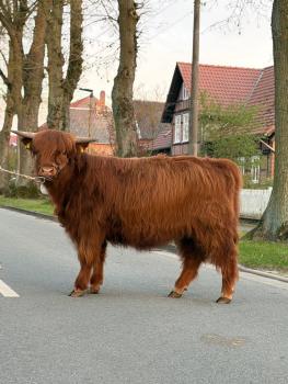 animal image