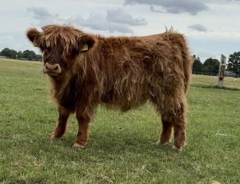 animal image