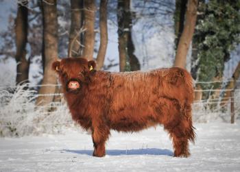 animal image
