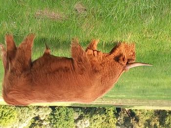 animal image